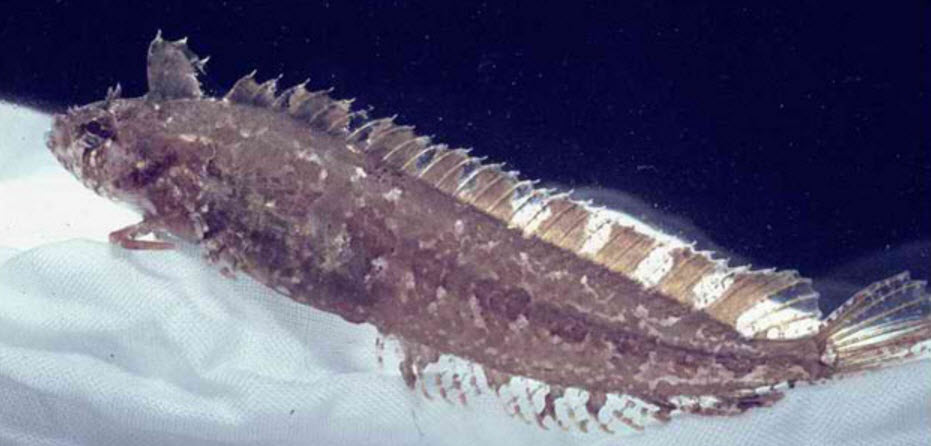 Clinitrachus argentatus_00123